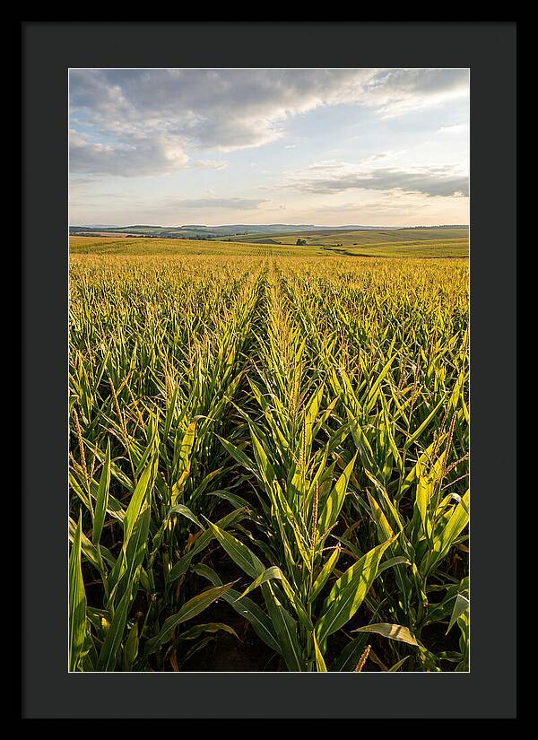 Farm Fields Under Summer Sky