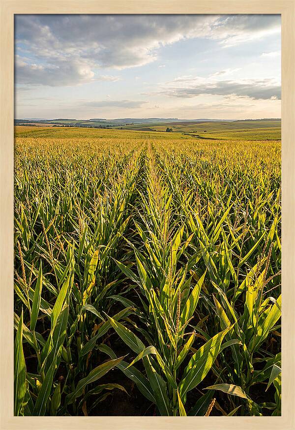 Farm Fields Under Summer Sky