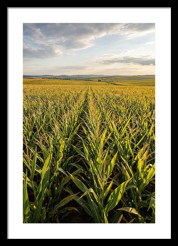 Farm Fields Under Summer Sky