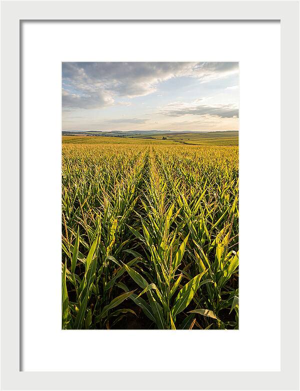 Farm Fields Under Summer Sky