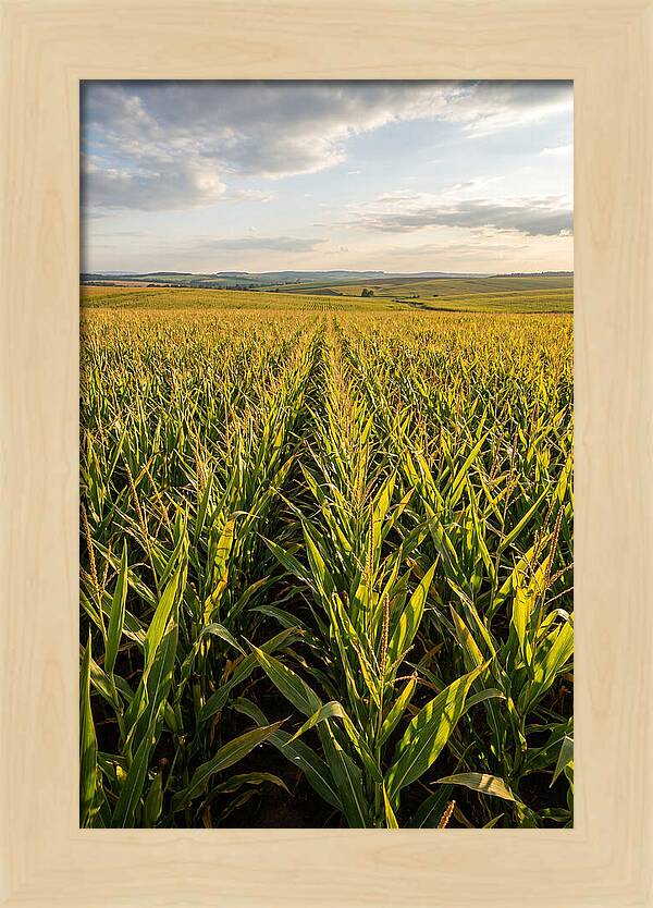Farm Fields Under Summer Sky