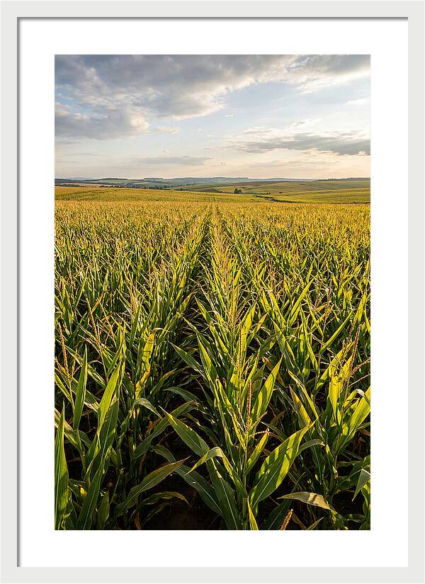 Farm Fields Under Summer Sky