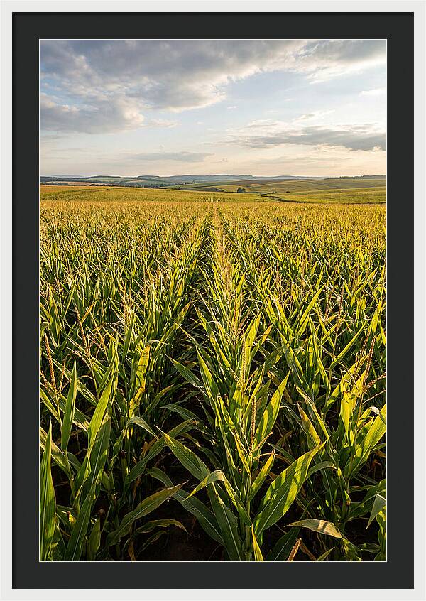 Farm Fields Under Summer Sky