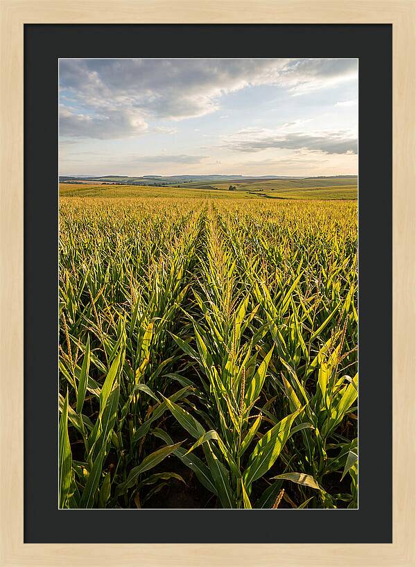 Farm Fields Under Summer Sky