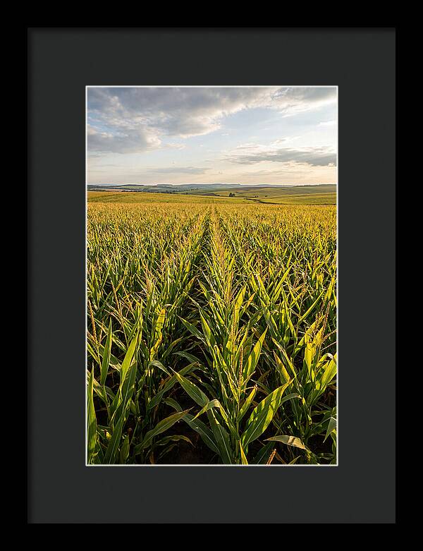 Farm Fields Under Summer Sky