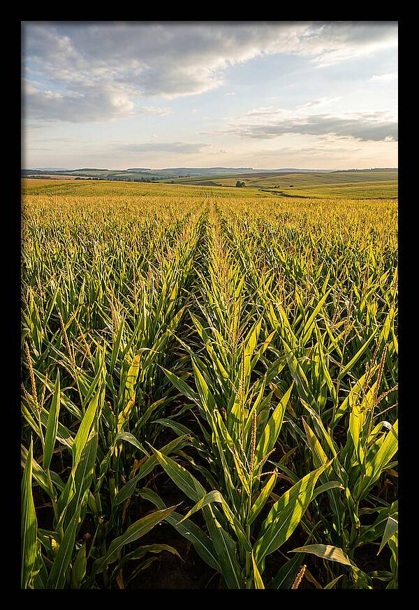 Farm Fields Under Summer Sky