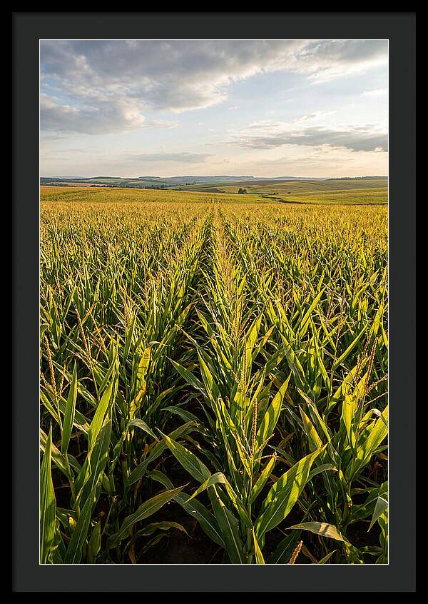 Farm Fields Under Summer Sky