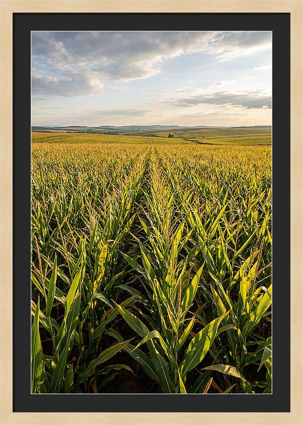 Farm Fields Under Summer Sky