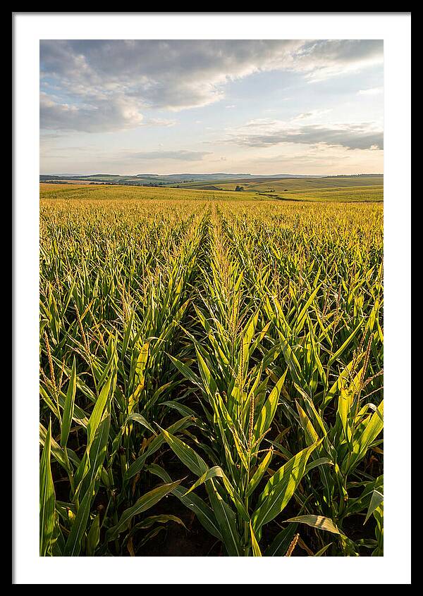 Farm Fields Under Summer Sky