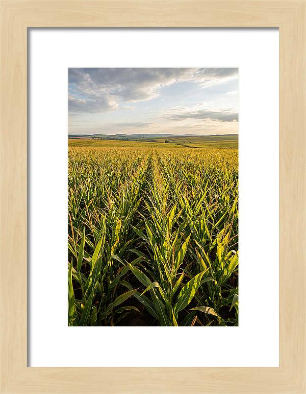 Farm Fields Under Summer Sky