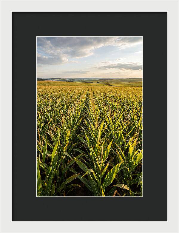 Farm Fields Under Summer Sky