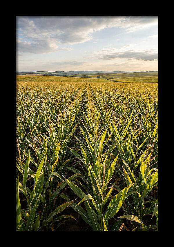 Farm Fields Under Summer Sky