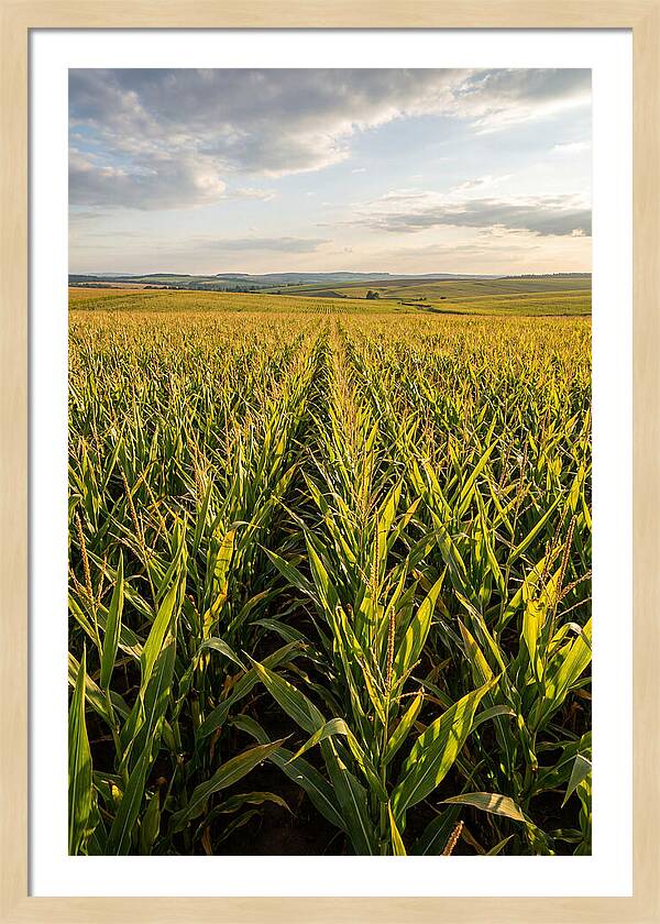 Farm Fields Under Summer Sky