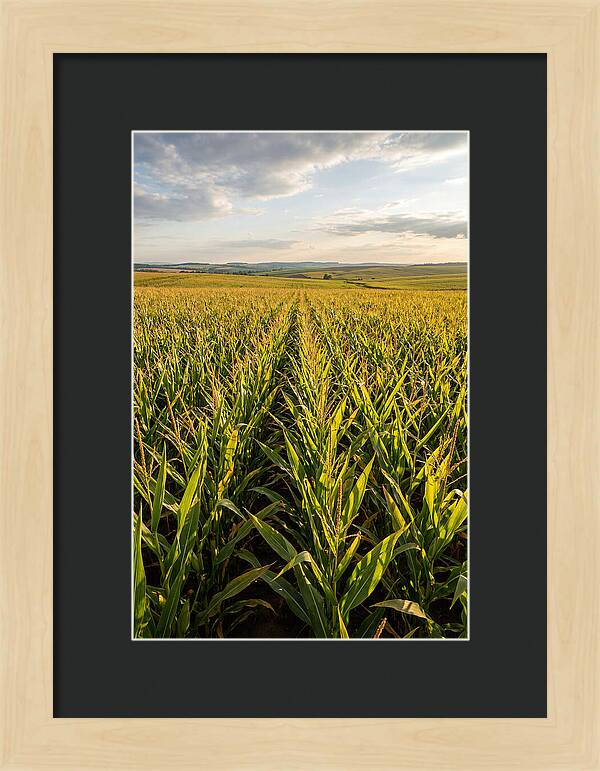 Farm Fields Under Summer Sky