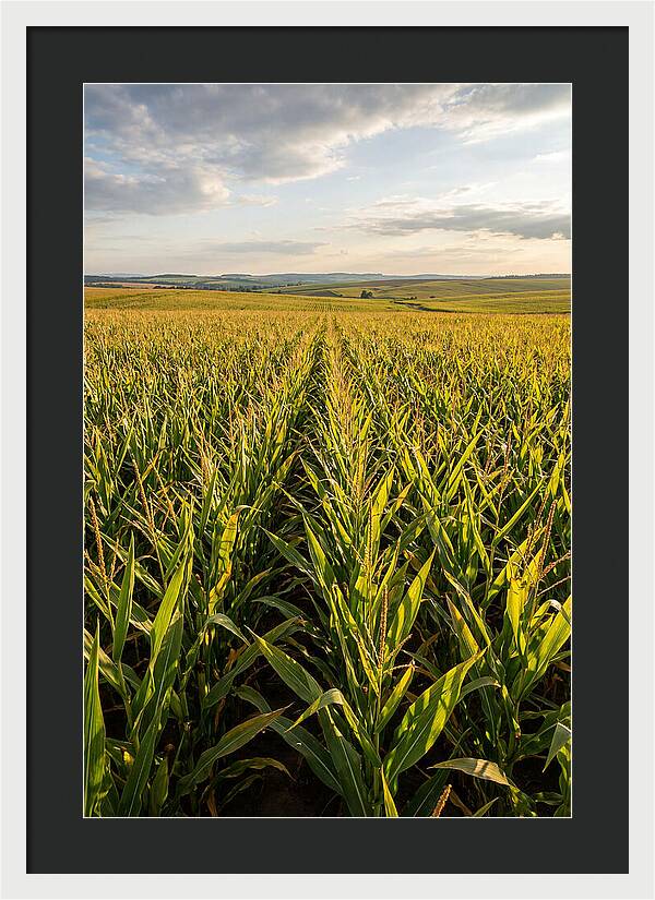 Farm Fields Under Summer Sky