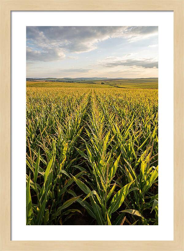 Farm Fields Under Summer Sky