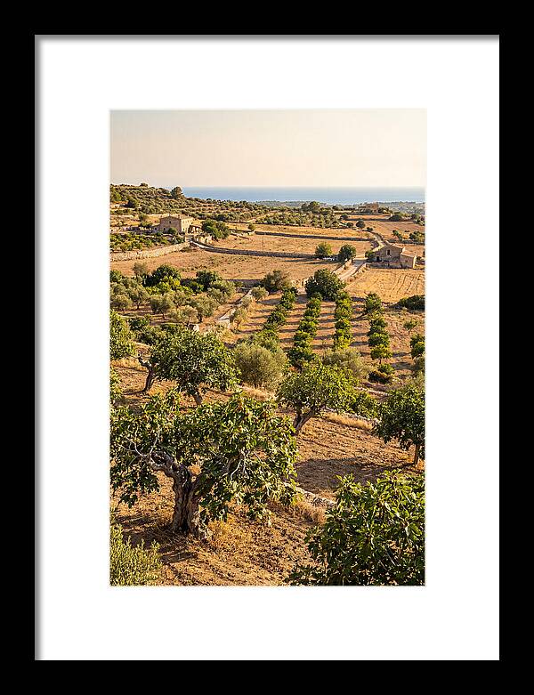 Farm Fig Landscape Under Mediterranean Sun