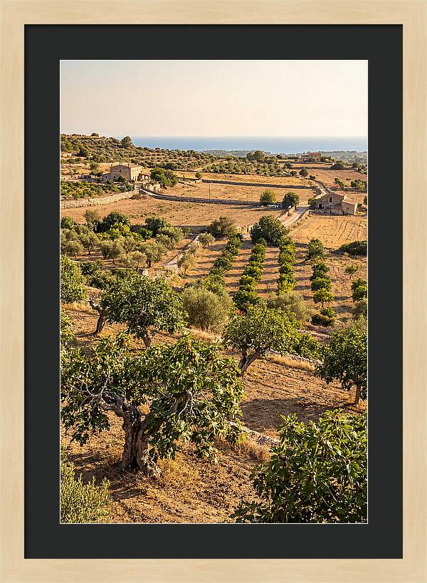 Farm Fig Landscape Under Mediterranean Sun