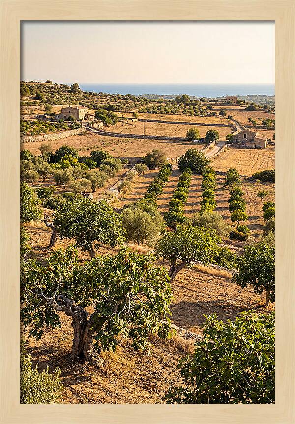 Farm Fig Landscape Under Mediterranean Sun