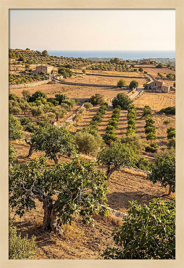 Farm Fig Landscape Under Mediterranean Sun