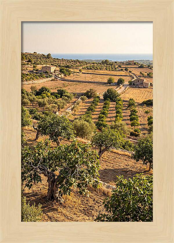 Farm Fig Landscape Under Mediterranean Sun