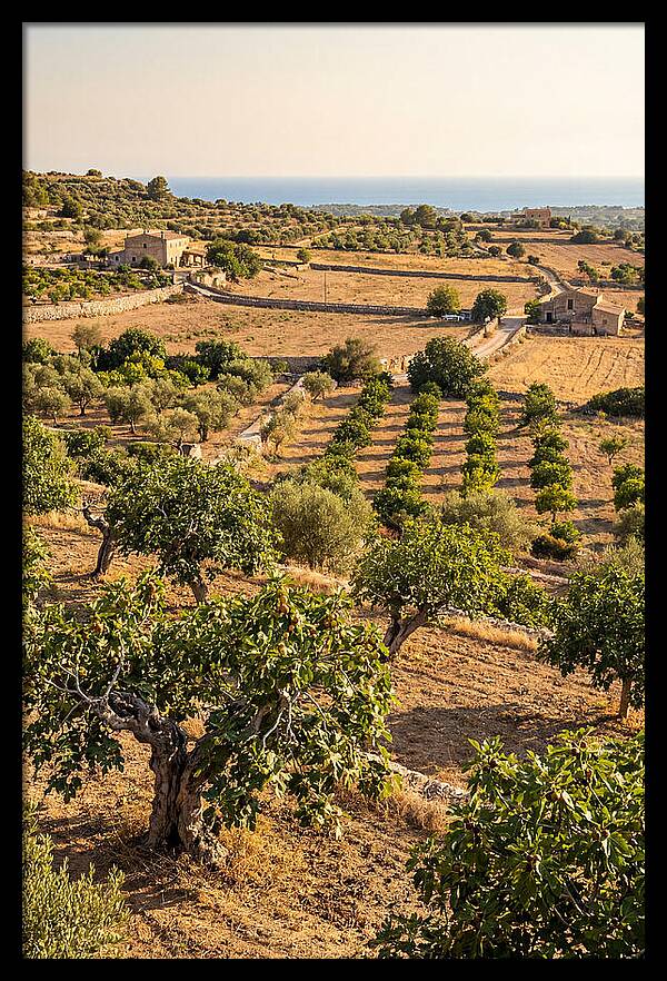 Farm Fig Landscape Under Mediterranean Sun