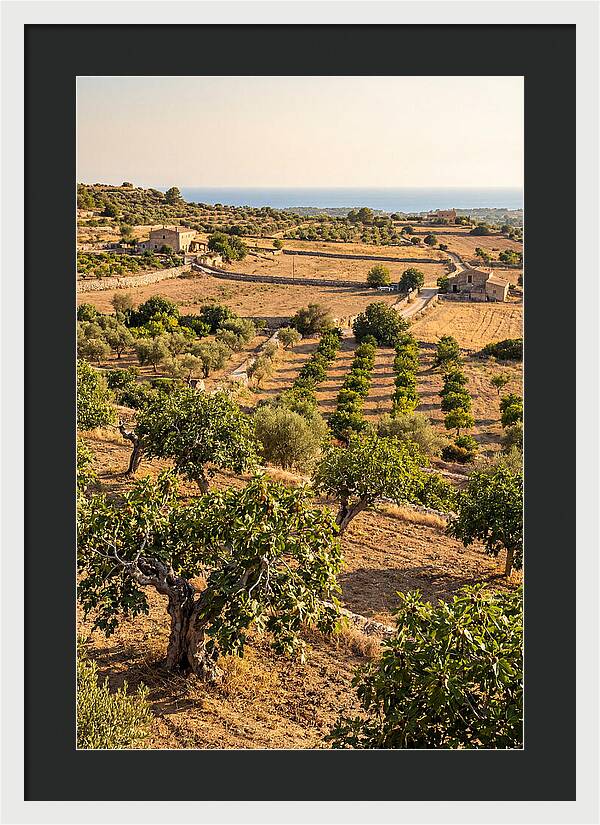 Farm Fig Landscape Under Mediterranean Sun