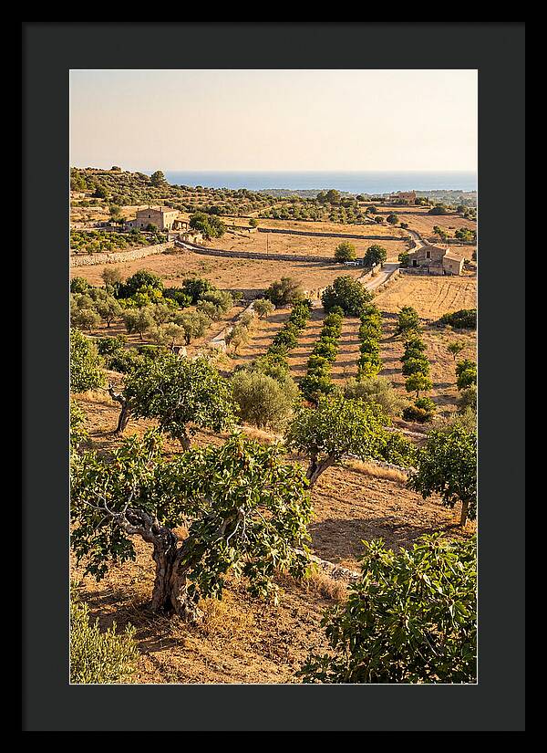Farm Fig Landscape Under Mediterranean Sun