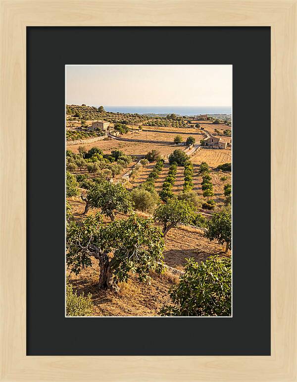 Farm Fig Landscape Under Mediterranean Sun