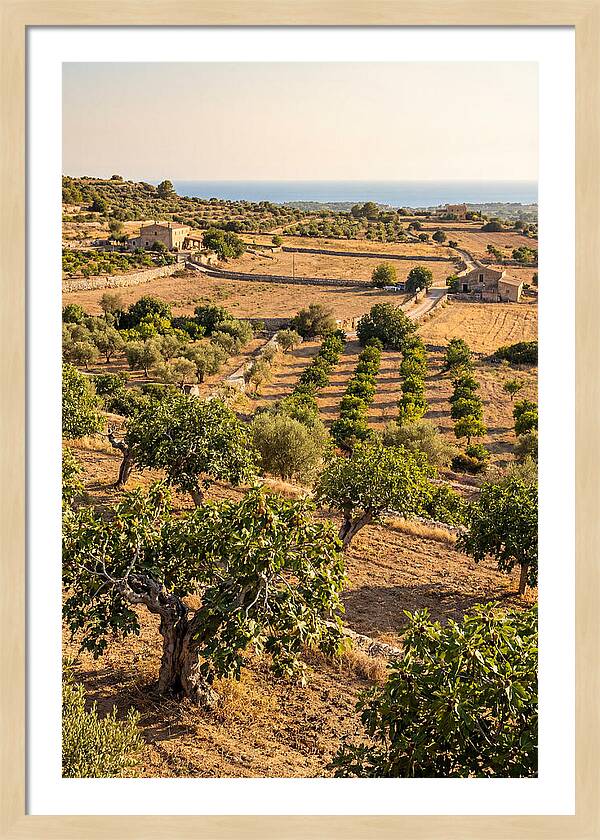 Farm Fig Landscape Under Mediterranean Sun