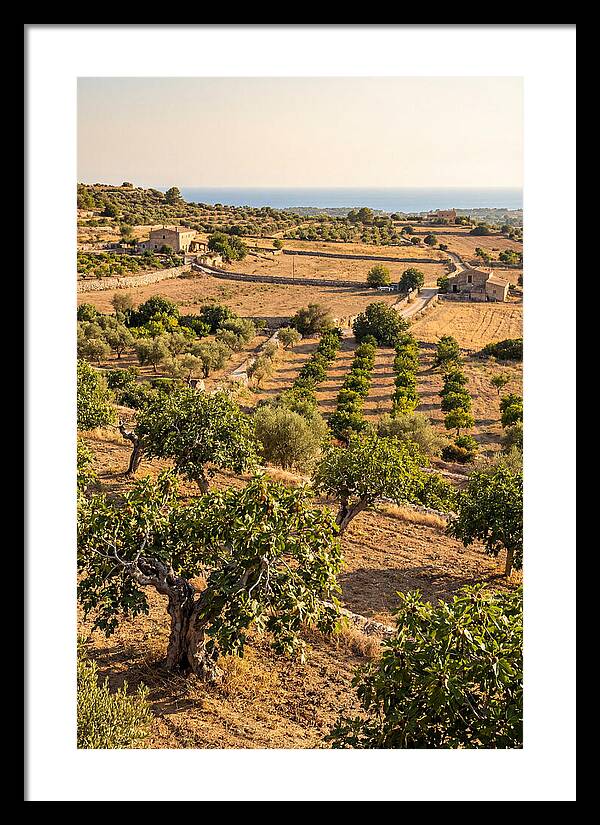 Farm Fig Landscape Under Mediterranean Sun