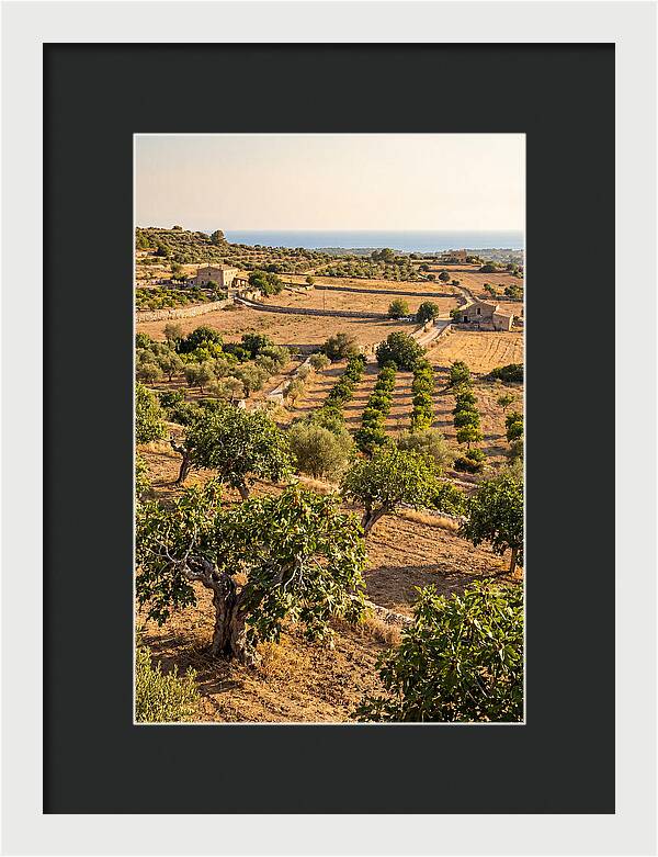 Farm Fig Landscape Under Mediterranean Sun