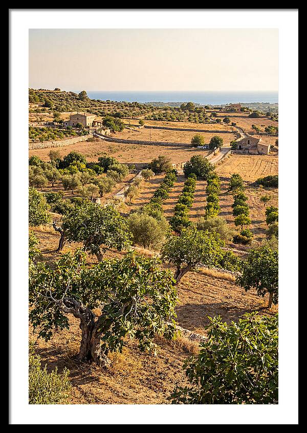 Farm Fig Landscape Under Mediterranean Sun