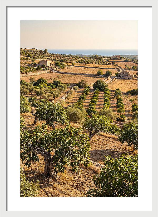 Farm Fig Landscape Under Mediterranean Sun