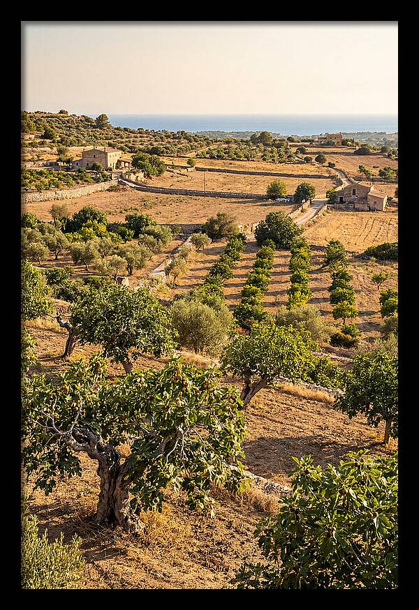 Farm Fig Landscape Under Mediterranean Sun