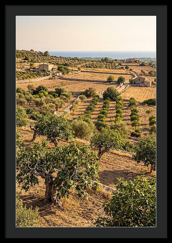 Farm Fig Landscape Under Mediterranean Sun