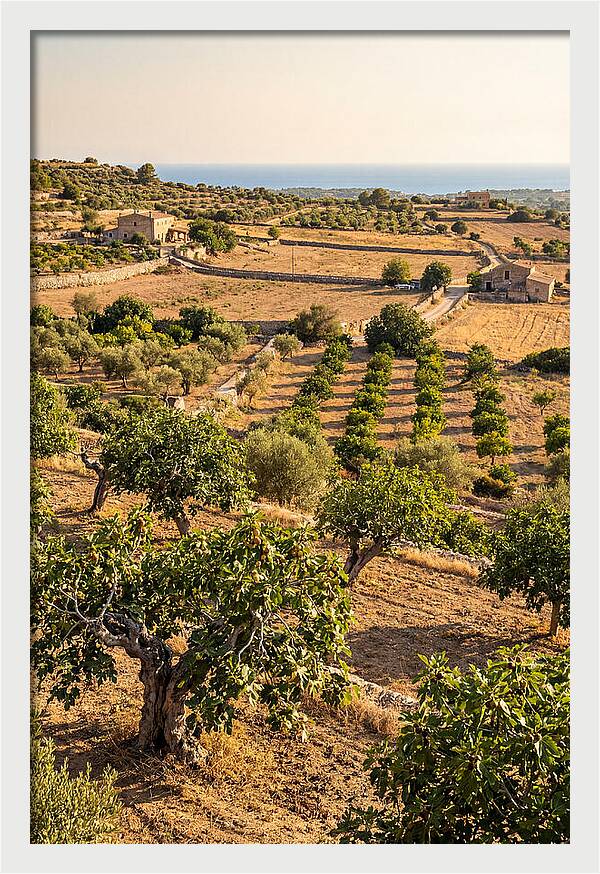 Farm Fig Landscape Under Mediterranean Sun