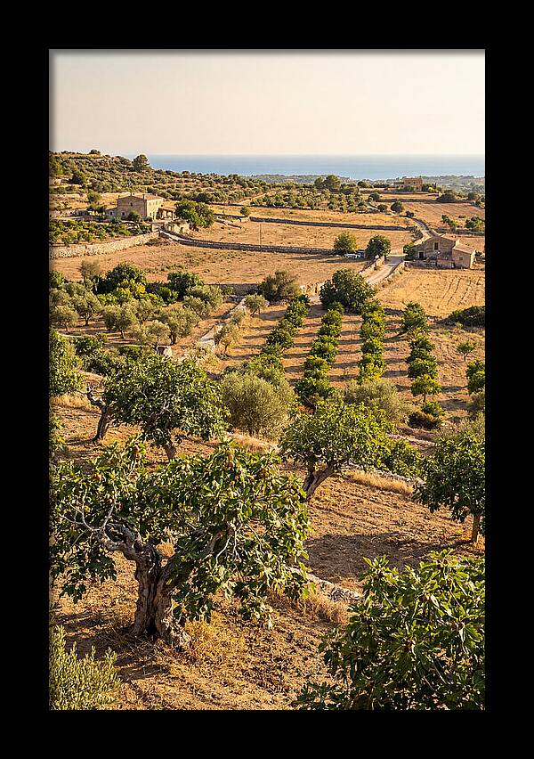 Farm Fig Landscape Under Mediterranean Sun
