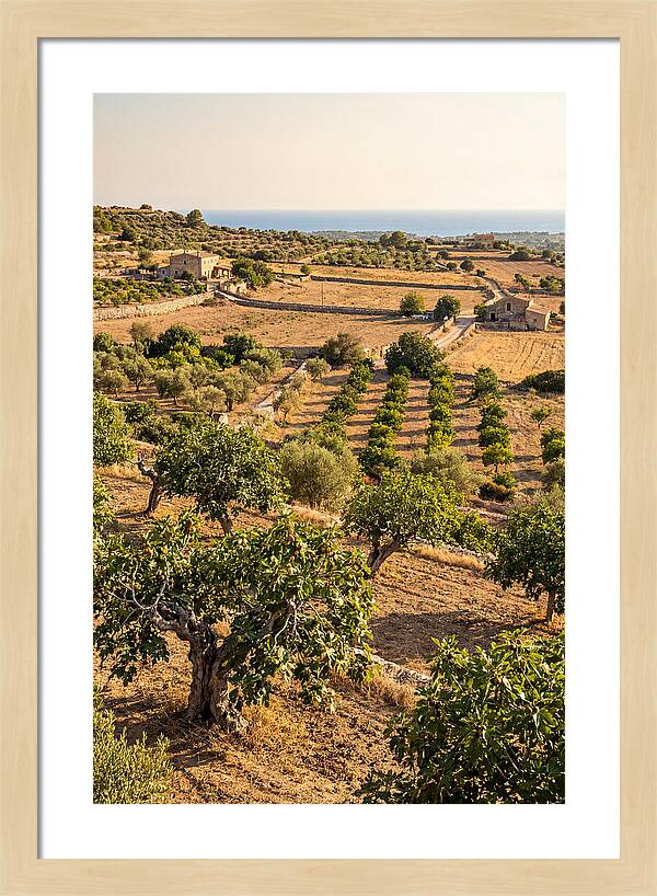 Farm Fig Landscape Under Mediterranean Sun