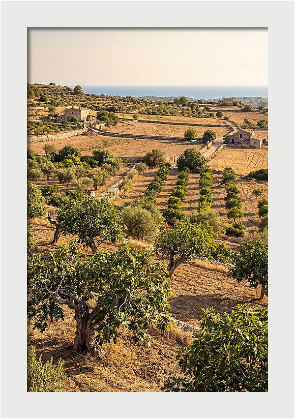 Farm Fig Landscape Under Mediterranean Sun