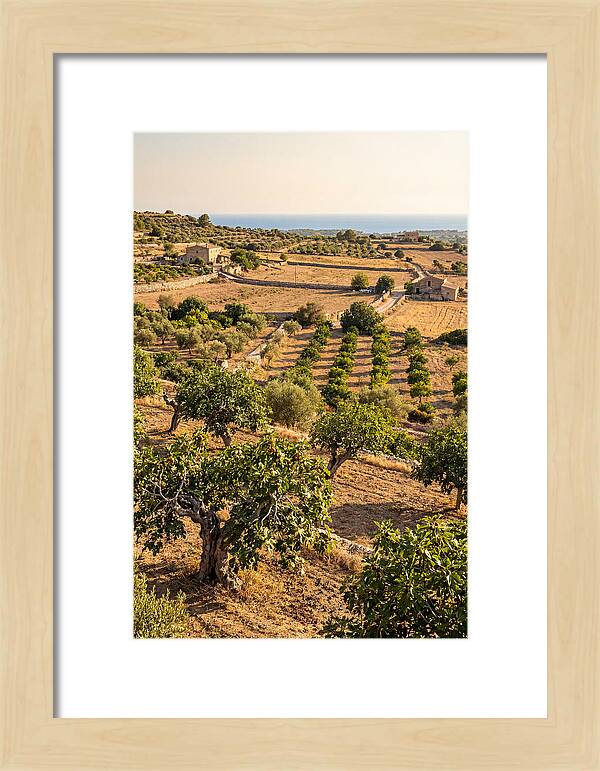 Farm Fig Landscape Under Mediterranean Sun