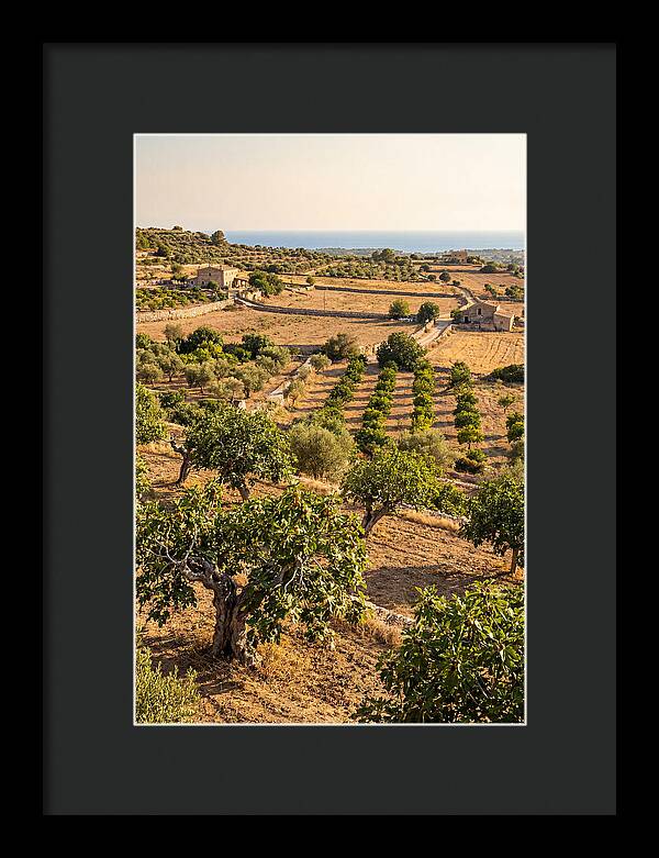 Farm Fig Landscape Under Mediterranean Sun