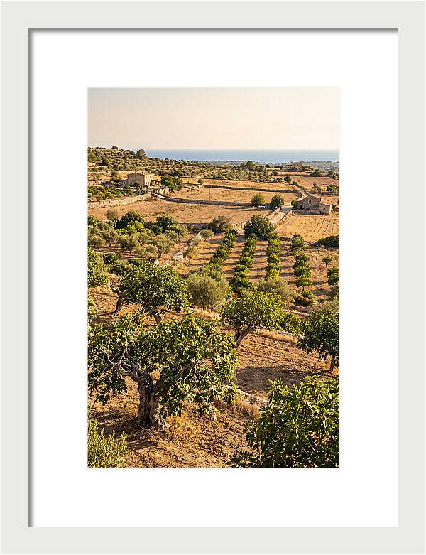 Farm Fig Landscape Under Mediterranean Sun