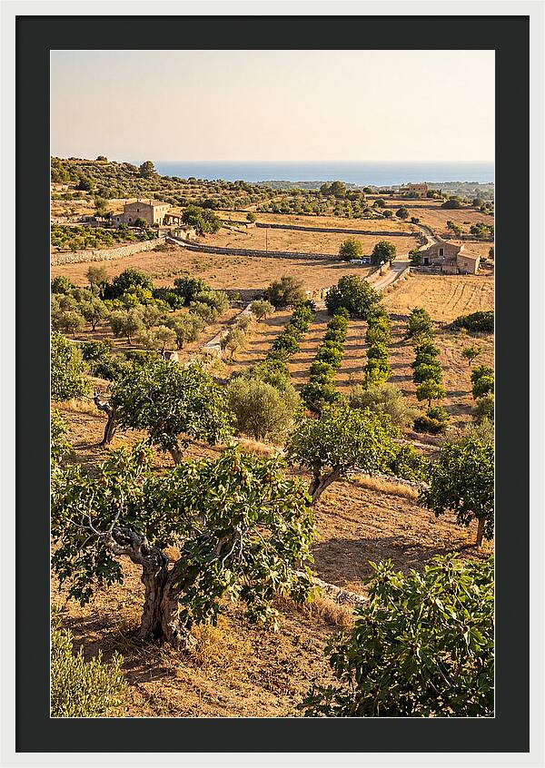 Farm Fig Landscape Under Mediterranean Sun