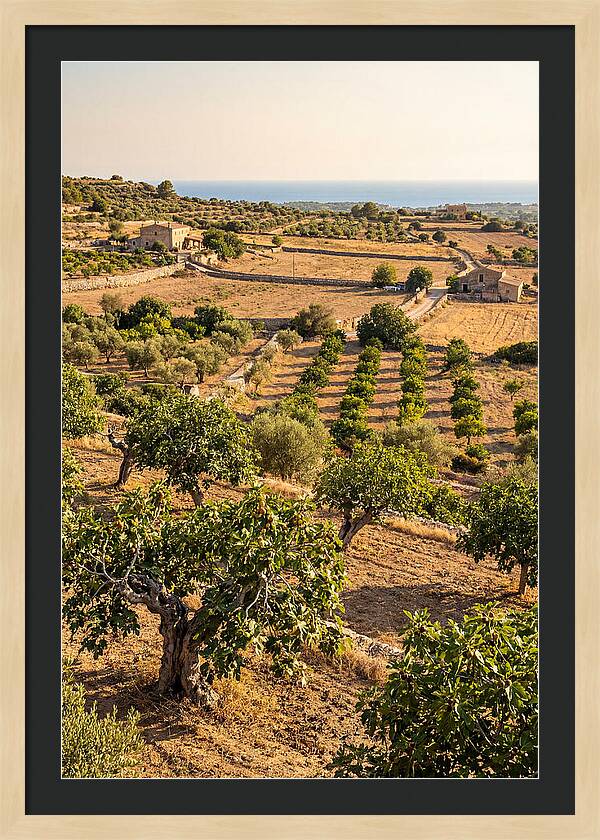 Farm Fig Landscape Under Mediterranean Sun
