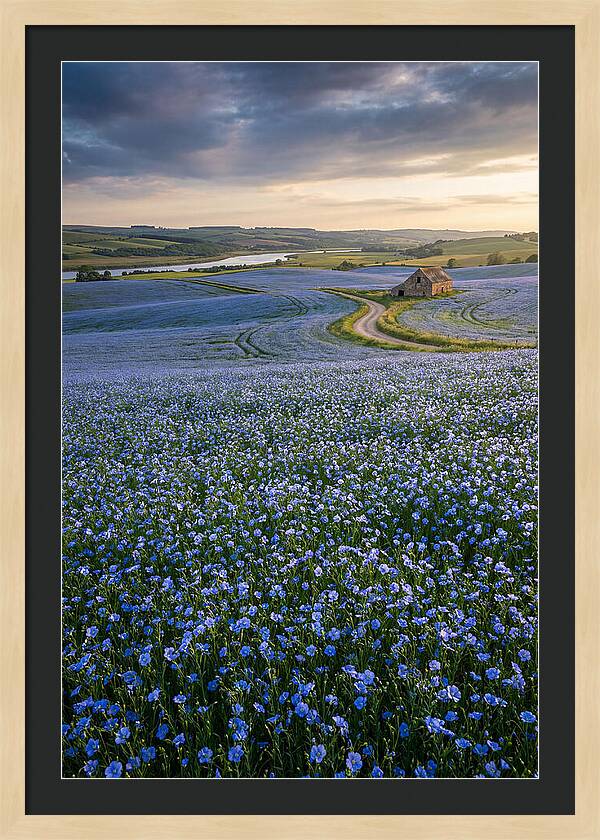 Farm Flax Bloom