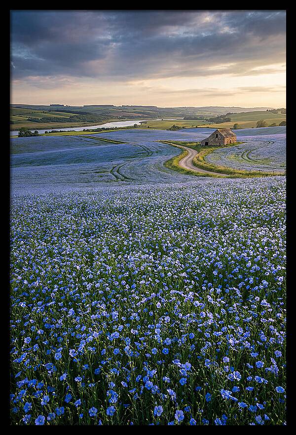 Farm Flax Bloom