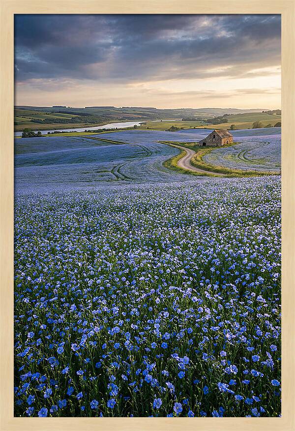 Farm Flax Bloom