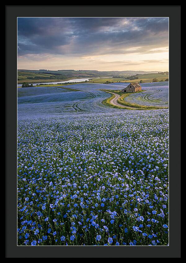 Farm Flax Bloom