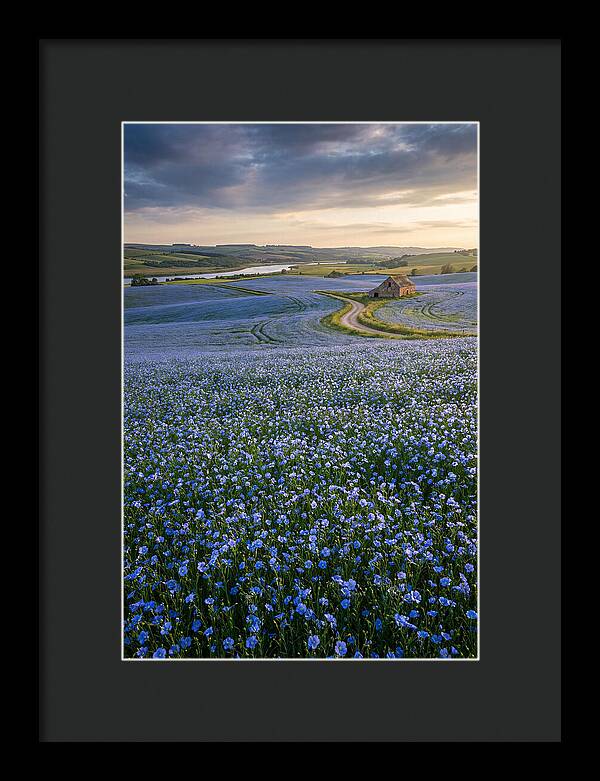 Farm Flax Bloom